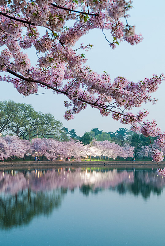 Cherry blossoms at the Tidal Basin in Washington DC